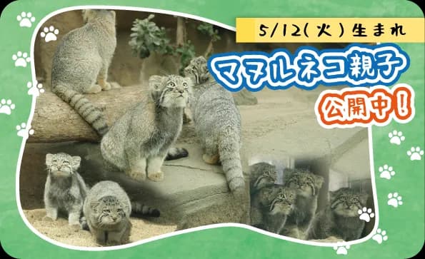 【10/3~観覧方法が変更になります】マヌルネコの子どもすくすく成長中!(9/29更新)